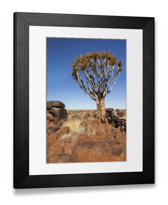 Framed Print : Africa, Namibia, Keetmanshoop, Quiver Tree Forest, (Aloe dichotoma), Kokerbooms Framed Print : Africa, Namibia, Keetmanshoop, Quiver Tree Forest, (Aloe dichotoma), Kokerbooms