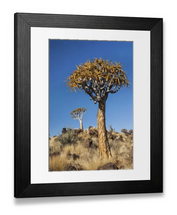 Framed Print : Africa, Namibia, Keetmanshoop, Quiver Tree Forest, (Aloe dichotoma), Kokerbooms Framed Print : Africa, Namibia, Keetmanshoop, Quiver Tree Forest, (Aloe dichotoma), Kokerbooms