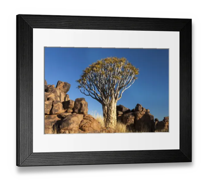 Framed Print : Afri Qca, Namibia, Keetmanshoop, Quiver Tree Forest, (Aloe dichotoma), Kokerbooms Framed Print : Afri Qca, Namibia, Keetmanshoop, Quiver Tree Forest, (Aloe dichotoma), Kokerbooms