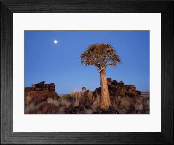 Framed Print : Africa, Namibia, Keetmanshoop, Quiver Tree Forest, (Aloe dichotoma), Kokerbooms Framed Print : Africa, Namibia, Keetmanshoop, Quiver Tree Forest, (Aloe dichotoma), Kokerbooms