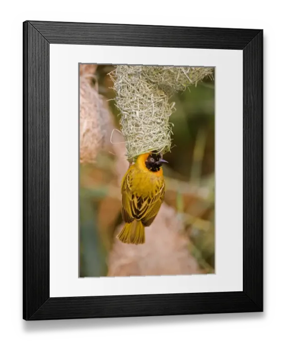 Framed Print : Africa, Namibia, Northwestern Namibia, Kaokoveld Conservation Area, Kunene River