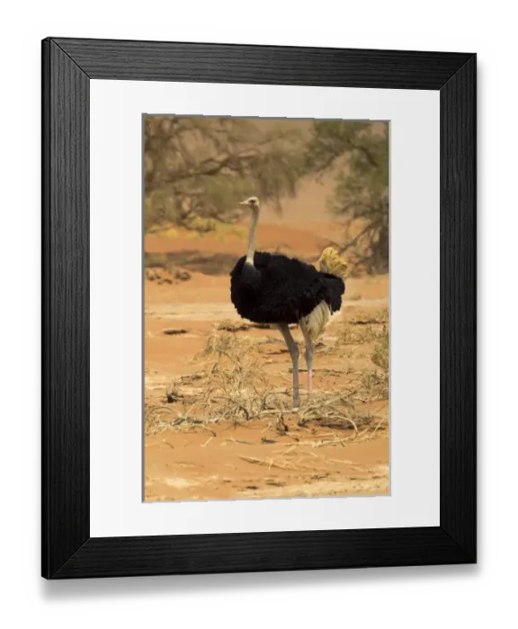 Framed Print : Africa, Namibia, Namib Desert, Namib-Naukluft National Park, Sossusvlei, common ostrich Framed Print : Africa, Namibia, Namib Desert, Namib-Naukluft National Park, Sossusvlei, common ostrich