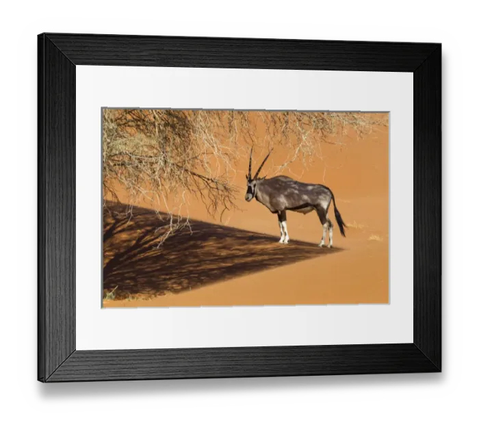 Framed Print : Africa, Namibia, Namib Desert, Namib-Naukluft National Park, Sossusvlei, gemsbok or Oryx Framed Print : Africa, Namibia, Namib Desert, Namib-Naukluft National Park, Sossusvlei, gemsbok or Oryx