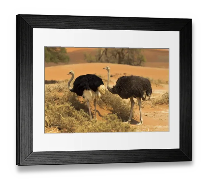 Framed Print : Africa, Namibia, Namib Desert, Namib-Naukluft National Park, Sossusvlei, common ostrich Framed Print : Africa, Namibia, Namib Desert, Namib-Naukluft National Park, Sossusvlei, common ostrich