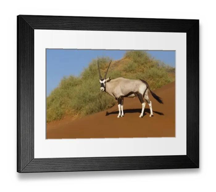 Framed Print : Africa, Namibia, Namib Desert, Namib-Naukluft National Park, Sossusvlei, gemsbok or Oryx Framed Print : Africa, Namibia, Namib Desert, Namib-Naukluft National Park, Sossusvlei, gemsbok or Oryx