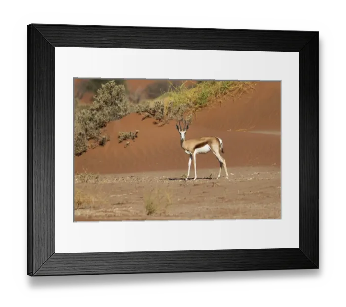 Framed Print : Africa, Namibia, Namib Desert, Namib-Naukluft National Park, Sossusvlei, springbok Framed Print : Africa, Namibia, Namib Desert, Namib-Naukluft National Park, Sossusvlei, springbok