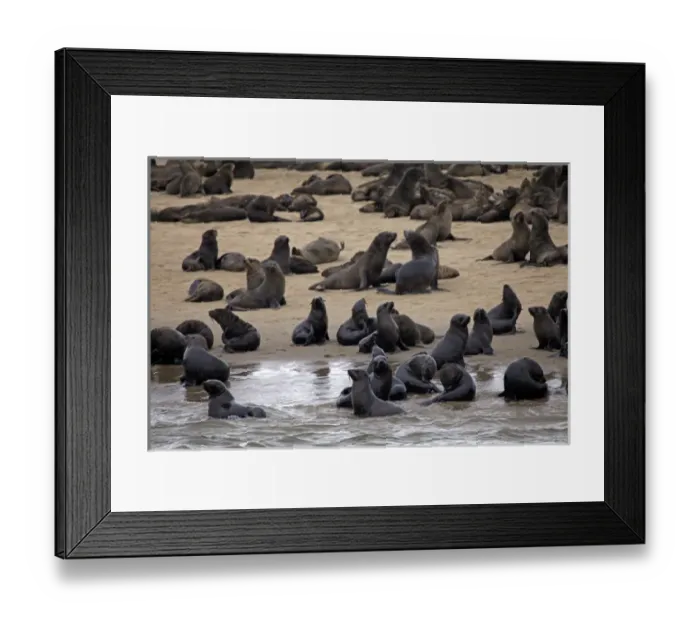 Framed Print : Africa, Namibia, Walvis Bay. Cape Fur Seal Colony of the Skeleton Coast