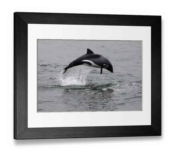 Framed Print : Africa, Namibia, Walvis Bay. The Heavisides Dolphin, or Havisides Dolphin Framed Print : Africa, Namibia, Walvis Bay. The Heavisides Dolphin, or Havisides Dolphin