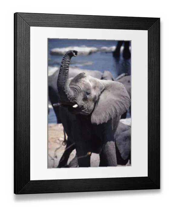 Framed Print : A wild African elephant in the Etosha National Park, Namibia, southern Africa Framed Print : A wild African elephant in the Etosha National Park, Namibia, southern Africa