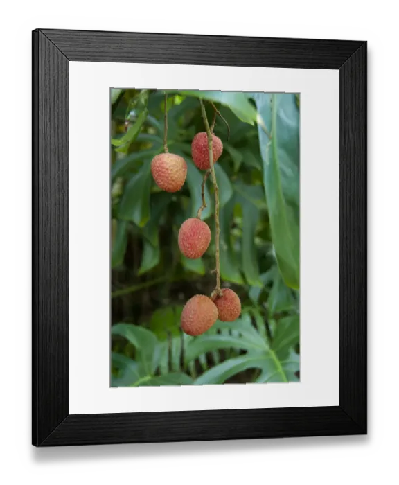 Framed Print : French Overseas territory, Reunion Island