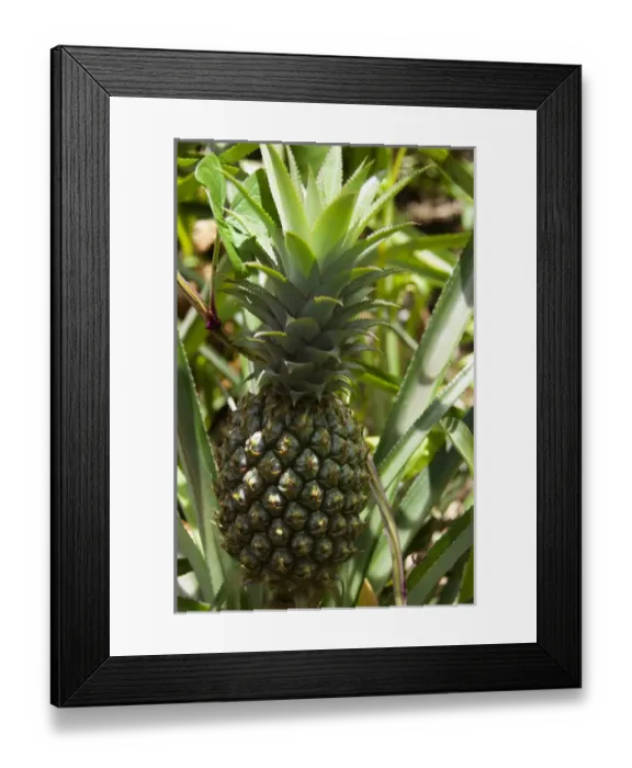 Framed Print : French Overseas territory, Reunion Island Framed Print : French Overseas territory, Reunion Island