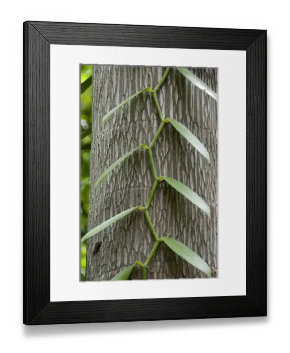 Framed Print : French Overseas territory, Reunion Island