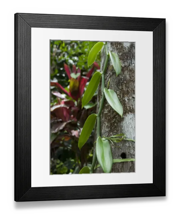 Framed Print : French Overseas territory, Reunion Island
