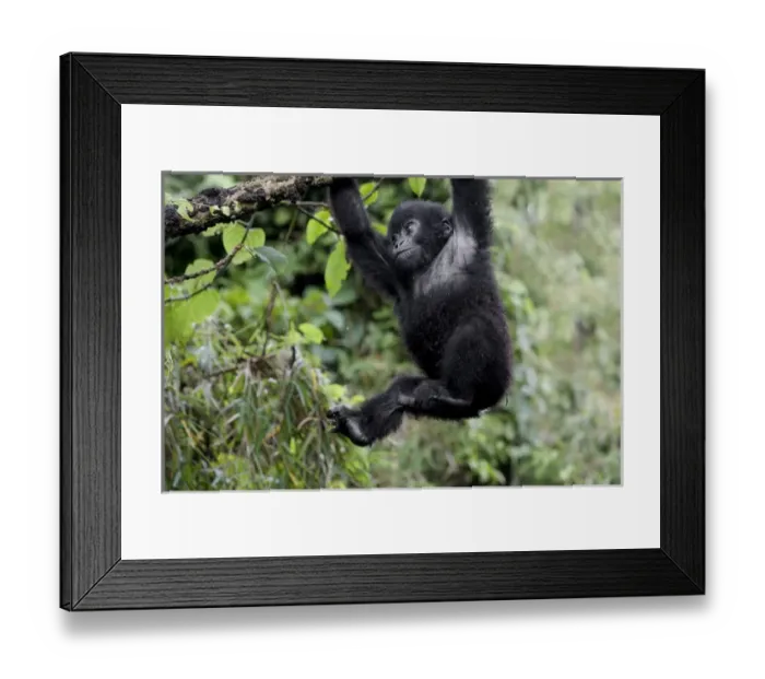 Framed Print : Africa, Rwanda, Volcanoes National Park, mountain gorilla, Gorilla beringei beringei