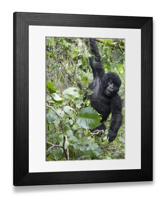 Framed Print : Africa, Rwanda, Volcanoes National Park, mountain gorilla, Gorilla beringei beringei Framed Print : Africa, Rwanda, Volcanoes National Park, mountain gorilla, Gorilla beringei beringei