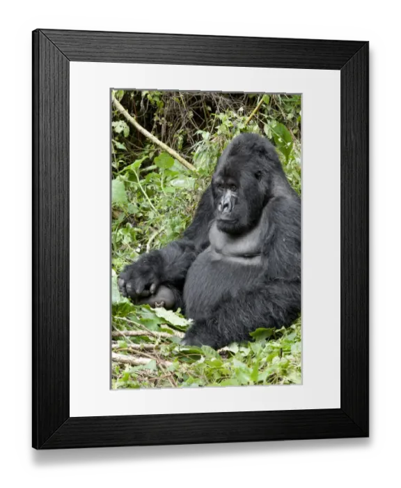 Framed Print : Africa, Rwanda, Volcanoes National Park, mountain gorilla, Gorilla beringei beringei Framed Print : Africa, Rwanda, Volcanoes National Park, mountain gorilla, Gorilla beringei beringei