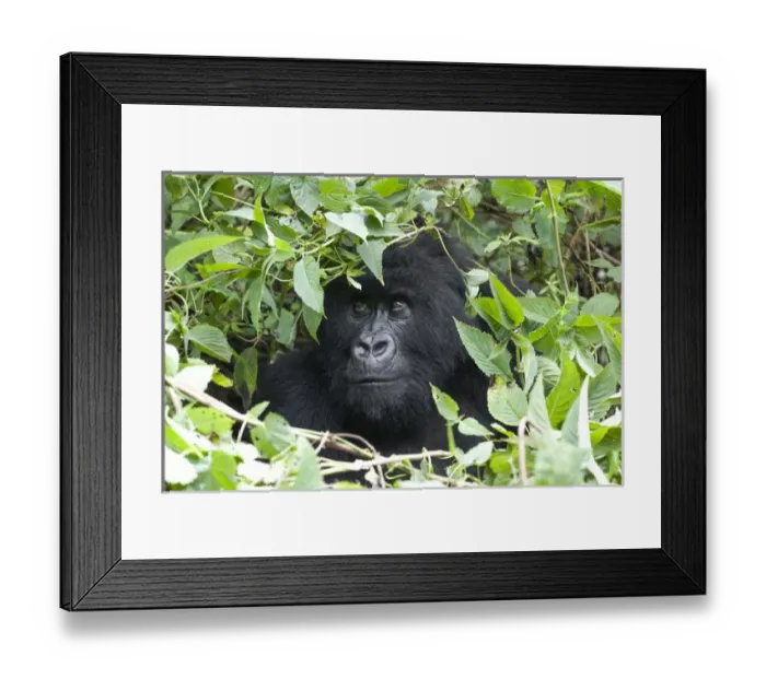 Framed Print : Africa, Rwanda, Volcanoes National Park, mountain gorilla, Gorilla beringei beringei Framed Print : Africa, Rwanda, Volcanoes National Park, mountain gorilla, Gorilla beringei beringei