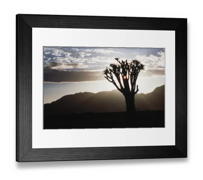 Framed Print : Namibia, Damaraland, View of alone Aloe Dichotoma (Quiver Tree) against sunrise Framed Print : Namibia, Damaraland, View of alone Aloe Dichotoma (Quiver Tree) against sunrise
