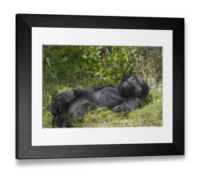 Framed Print : Africa, Rwanda, Volcanoes National Park, mountain gorilla, Gorilla beringei beringei Framed Print : Africa, Rwanda, Volcanoes National Park, mountain gorilla, Gorilla beringei beringei
