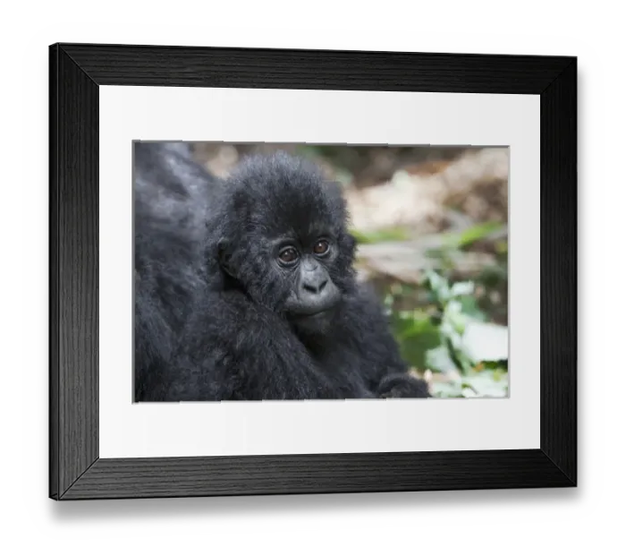Framed Print : Africa, Rwanda, Volcanoes National Park, mountain gorilla, Gorilla beringei beringei Framed Print : Africa, Rwanda, Volcanoes National Park, mountain gorilla, Gorilla beringei beringei