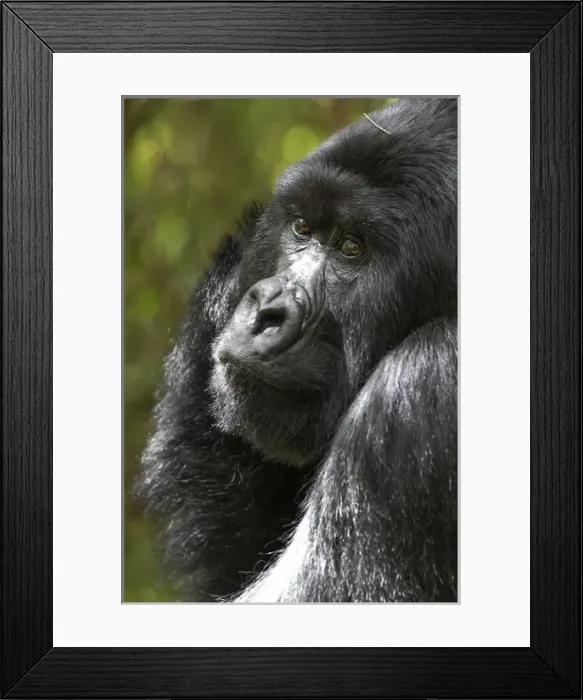 Framed Print : Africa, Rwanda, Volcanoes National Park, mountain gorilla, Gorilla beringei beringei Framed Print : Africa, Rwanda, Volcanoes National Park, mountain gorilla, Gorilla beringei beringei