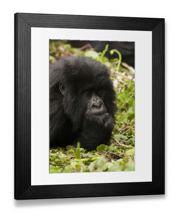 Framed Print : East Africa, Rwanda, Volcanoes National Park, Mountain gorilla, Gorilla beringei beringei