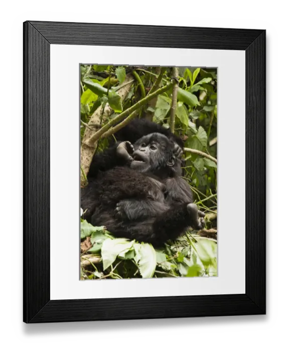 Framed Print : East Africa, Rwanda, Volcanoes National Park, Rwamikore Crater, Mountain Gorilla