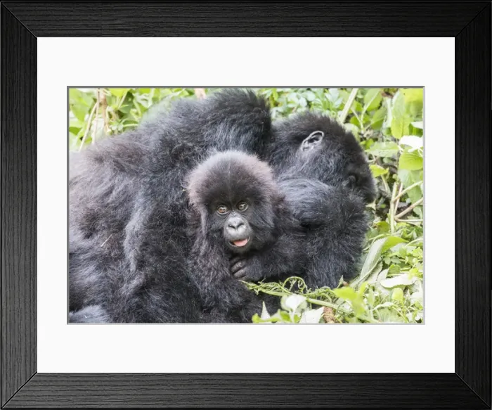 Framed Print : Africa, Rwanda, Musanze District, Volcanoes National Park, Ruhengeri, Kinigi. Gorilla Framed Print : Africa, Rwanda, Musanze District, Volcanoes National Park, Ruhengeri, Kinigi. Gorilla