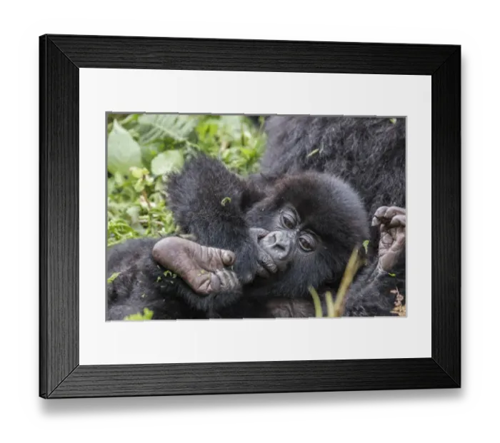 Framed Print : Africa, Rwanda, Musanze District, Volcanoes National Park, Ruhengeri, Kinigi. Gorilla Framed Print : Africa, Rwanda, Musanze District, Volcanoes National Park, Ruhengeri, Kinigi. Gorilla
