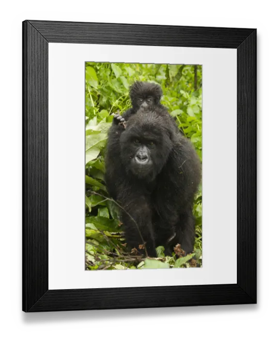 Framed Print : Africa, Rwanda, Volcanoes National Park, Mountain Gorilla, Gorilla gorilla beringei
