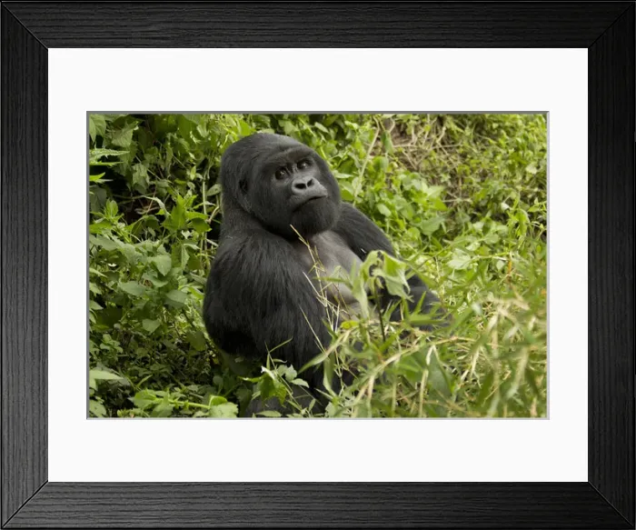 Framed Print : Africa, Rwanda, Volcanoes National Park, Mountain Gorilla, Gorilla gorilla beringei Framed Print : Africa, Rwanda, Volcanoes National Park, Mountain Gorilla, Gorilla gorilla beringei
