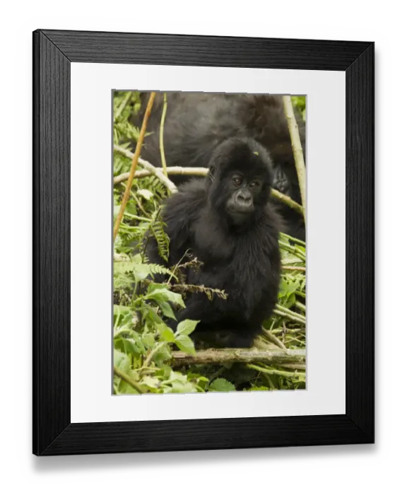 Framed Print : Africa, Rwanda, Volcanoes National Park, Mountain Gorilla, Gorilla gorilla beringei