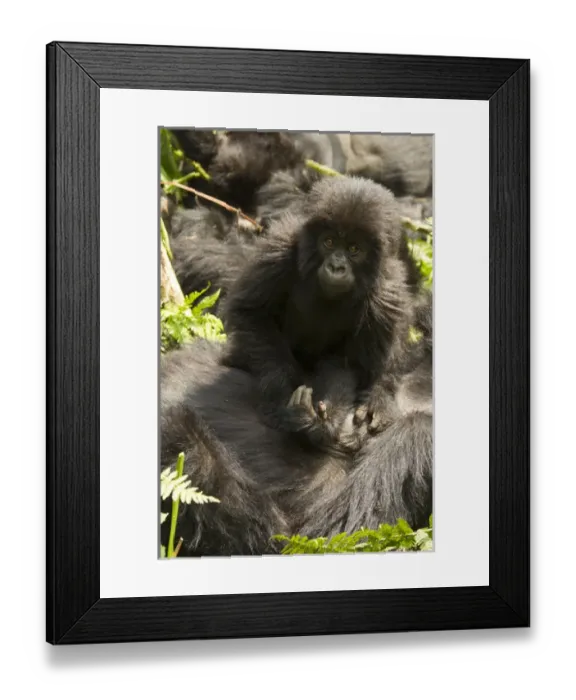 Framed Print : Africa, Rwanda, Volcanoes National Park, Mountain Gorilla, Gorilla gorilla beringei Framed Print : Africa, Rwanda, Volcanoes National Park, Mountain Gorilla, Gorilla gorilla beringei
