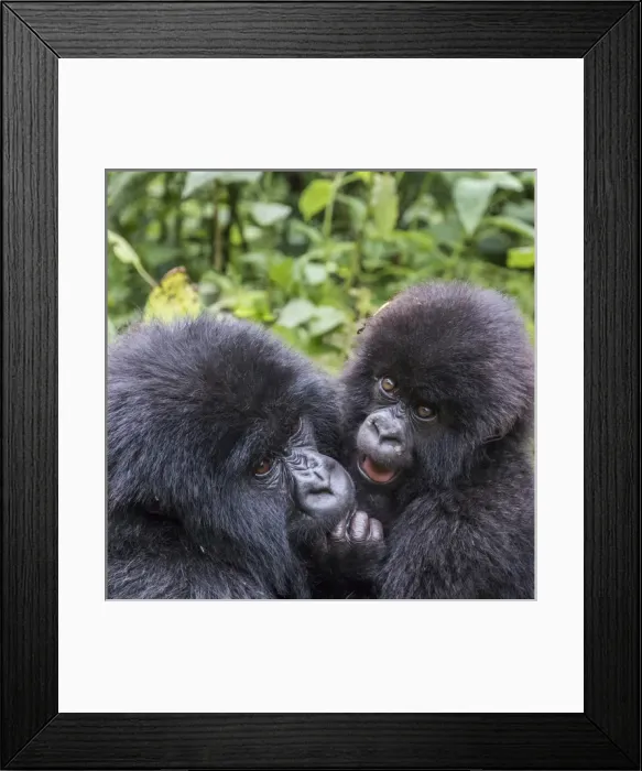 Framed Print : Africa, Rwanda, Musanze District, Volcanoes National Park, Ruhengeri, Kinigi. Gorilla Framed Print : Africa, Rwanda, Musanze District, Volcanoes National Park, Ruhengeri, Kinigi. Gorilla