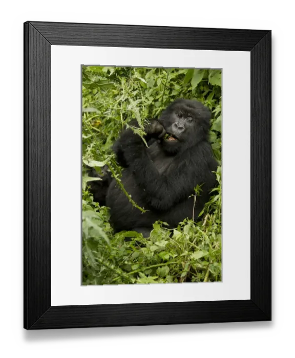 Framed Print : Africa, Rwanda, Volcanoes National Park, Mountain Gorilla, Gorilla gorilla beringei Framed Print : Africa, Rwanda, Volcanoes National Park, Mountain Gorilla, Gorilla gorilla beringei