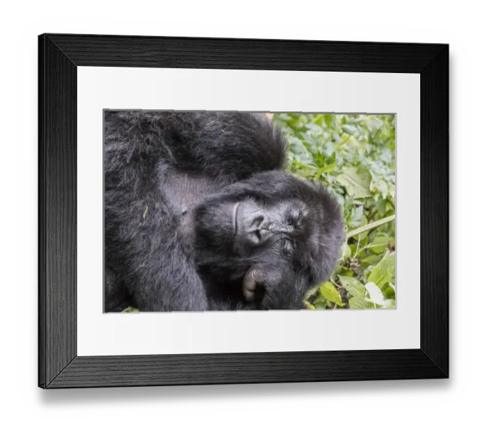 Framed Print : Africa, Rwanda, Musanze District, Volcanoes National Park, Ruhengeri, Kinigi. Gorilla Framed Print : Africa, Rwanda, Musanze District, Volcanoes National Park, Ruhengeri, Kinigi. Gorilla