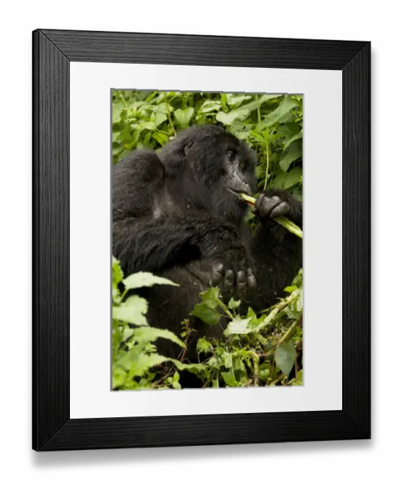 Framed Print : Africa, Rwanda, Volcanoes National Park, Mountain Gorilla, Gorilla gorilla beringei Framed Print : Africa, Rwanda, Volcanoes National Park, Mountain Gorilla, Gorilla gorilla beringei