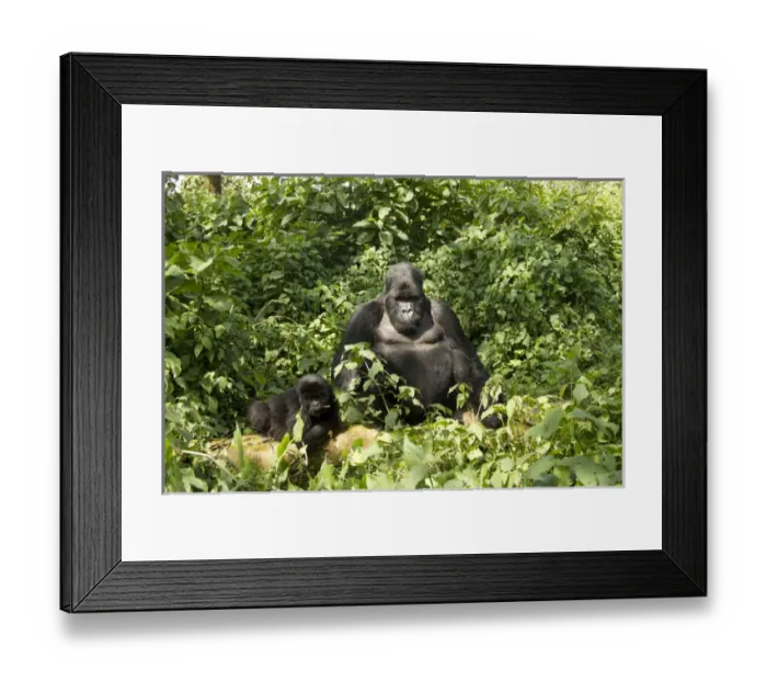 Framed Print : Africa, Rwanda, Volcanoes National Park, Mountain Gorilla, Gorilla gorilla beringei Framed Print : Africa, Rwanda, Volcanoes National Park, Mountain Gorilla, Gorilla gorilla beringei