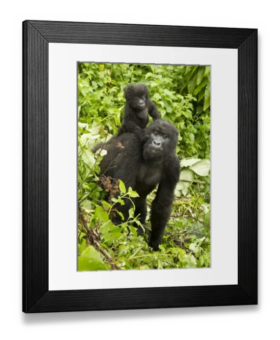 Framed Print : Africa, Rwanda, Volcanoes National Park, Mountain Gorilla, Gorilla gorilla beringei