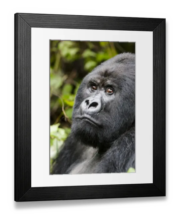 Framed Print : Africa, Rwanda, Volcanoes National Park, mountain gorilla, Gorilla beringei beringei Framed Print : Africa, Rwanda, Volcanoes National Park, mountain gorilla, Gorilla beringei beringei