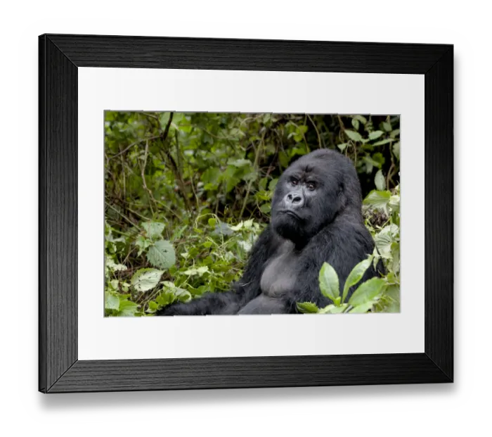 Framed Print : Africa, Rwanda, Volcanoes National Park, mountain gorilla, Gorilla beringei beringei Framed Print : Africa, Rwanda, Volcanoes National Park, mountain gorilla, Gorilla beringei beringei