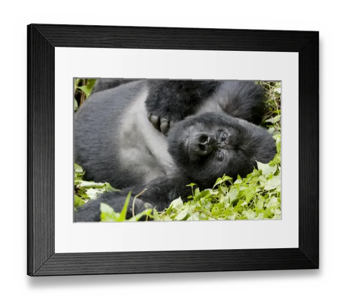 Framed Print : Africa, Rwanda, Volcanoes National Park, mountain gorilla, Gorilla beringei beringei Framed Print : Africa, Rwanda, Volcanoes National Park, mountain gorilla, Gorilla beringei beringei