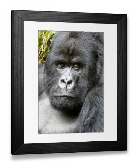 Framed Print : Africa, Rwanda, Volcanoes National Park, mountain gorilla, Gorilla beringei beringei