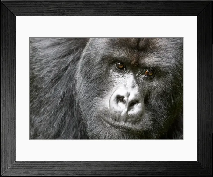 Framed Print : Africa, Rwanda, Volcanoes National Park, mountain gorilla, Gorilla beringei beringei Framed Print : Africa, Rwanda, Volcanoes National Park, mountain gorilla, Gorilla beringei beringei