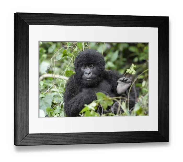 Framed Print : Africa, Rwanda, Volcanoes National Park, mountain gorilla, Gorilla beringei beringei Framed Print : Africa, Rwanda, Volcanoes National Park, mountain gorilla, Gorilla beringei beringei