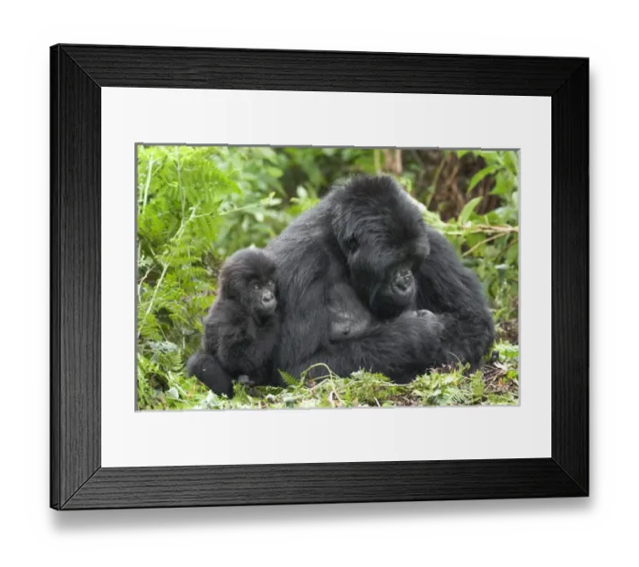 Framed Print : Africa, Rwanda, Volcanoes National Park, mountain gorilla, Gorilla beringei beringei Framed Print : Africa, Rwanda, Volcanoes National Park, mountain gorilla, Gorilla beringei beringei