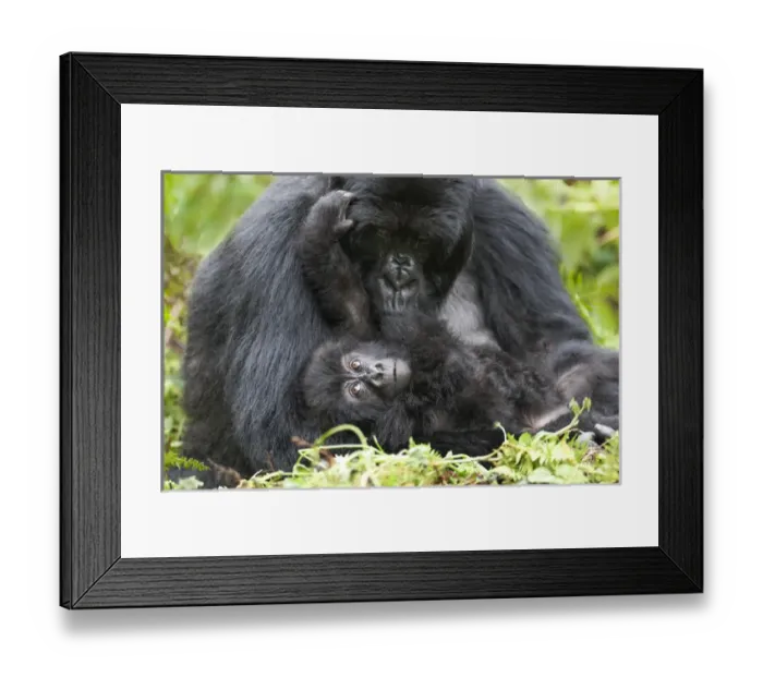 Framed Print : Africa, Rwanda, Volcanoes National Park, mountain gorilla, Gorilla beringei beringei Framed Print : Africa, Rwanda, Volcanoes National Park, mountain gorilla, Gorilla beringei beringei