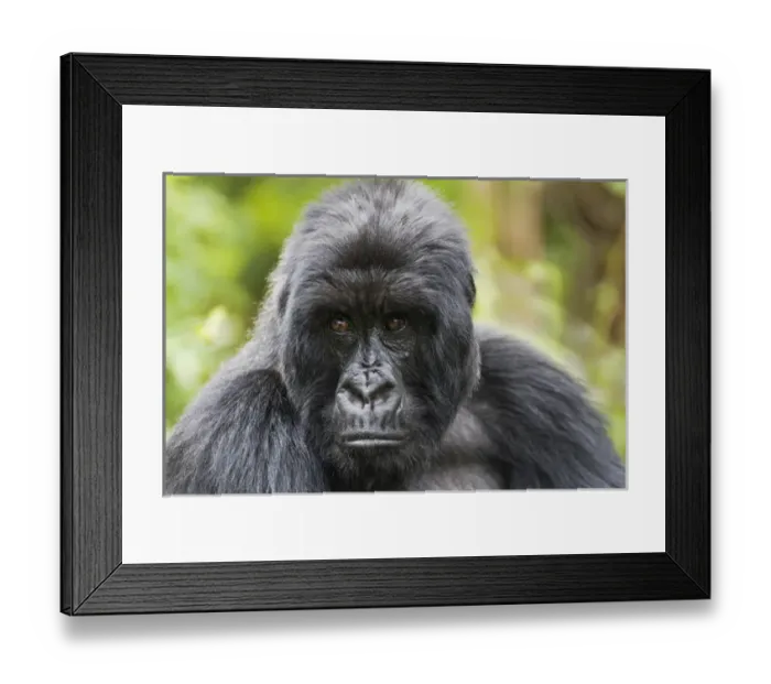 Framed Print : Africa, Rwanda, Volcanoes National Park, mountain gorilla, Gorilla beringei beringei Framed Print : Africa, Rwanda, Volcanoes National Park, mountain gorilla, Gorilla beringei beringei