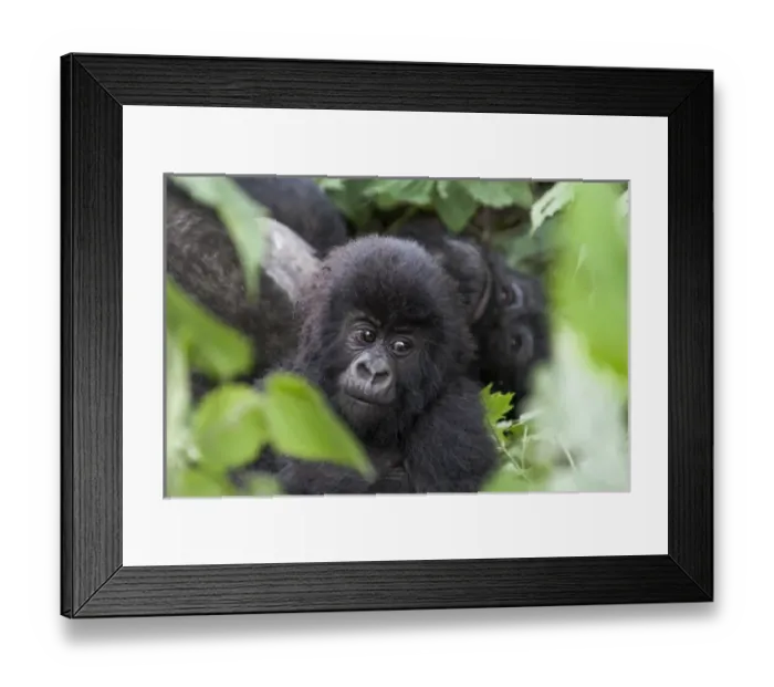Framed Print : Africa, Rwanda, Volcanoes National Park, mountain gorilla, Gorilla beringei beringei Framed Print : Africa, Rwanda, Volcanoes National Park, mountain gorilla, Gorilla beringei beringei