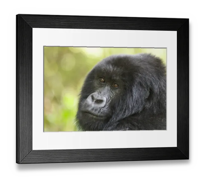 Framed Print : Africa, Rwanda, Volcanoes National Park, mountain gorilla, Gorilla beringei beringei Framed Print : Africa, Rwanda, Volcanoes National Park, mountain gorilla, Gorilla beringei beringei